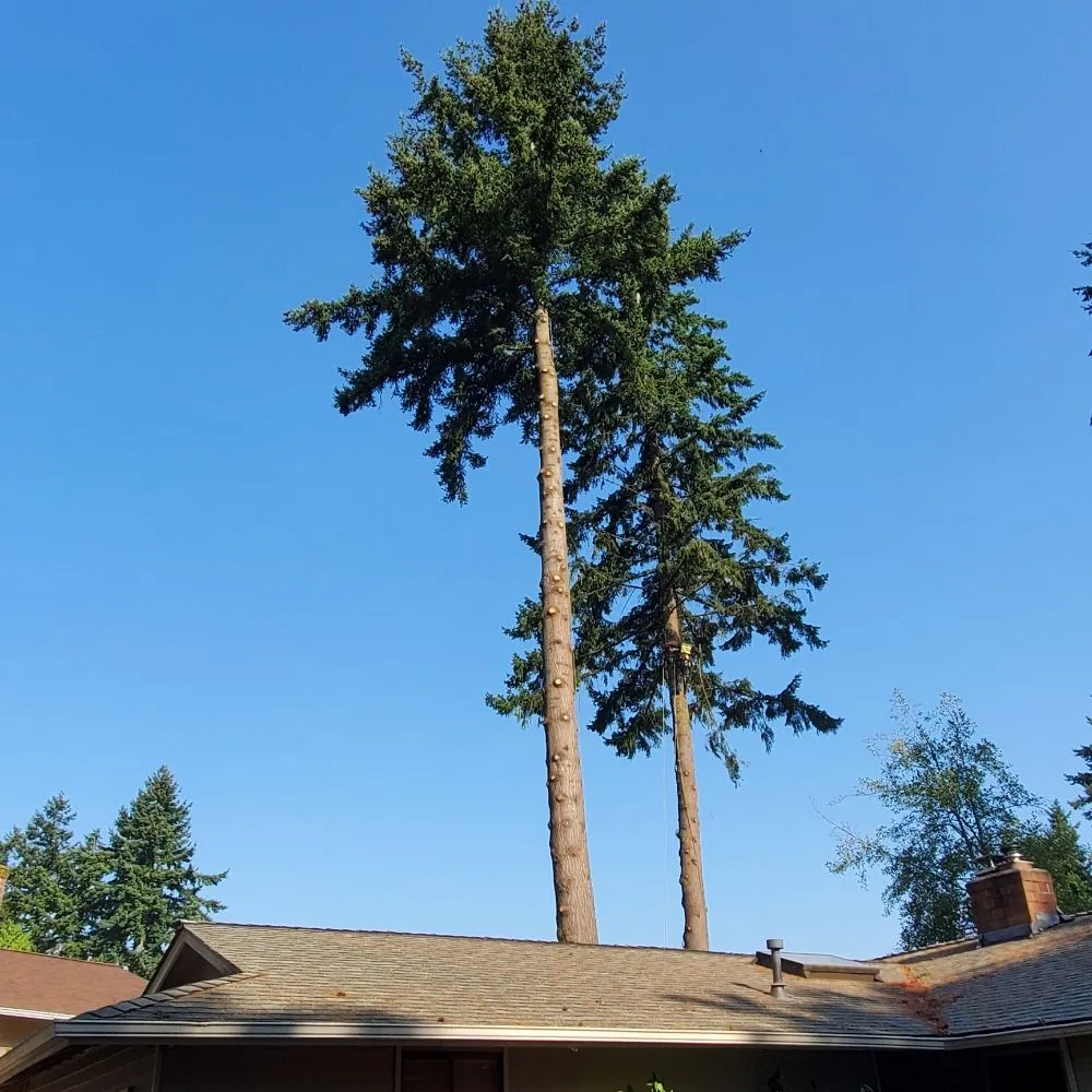 Affordable yard cleanup service in Snohomish, WA - Kenny Tree