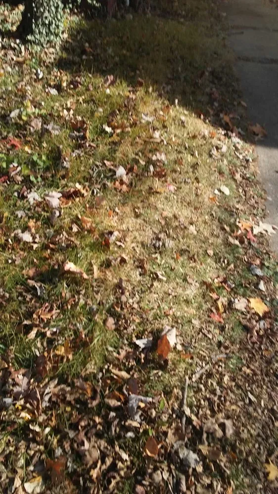 Professional yard cleanup service for beautiful yards in Decatur, IL by Kenny Williams Lawn Services