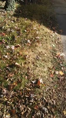 Kenny Williams Lawn Services Logo