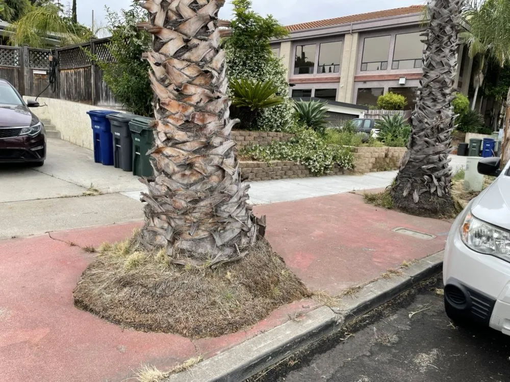 Custom landscaping services in San Diego, CA - Kennys Handy