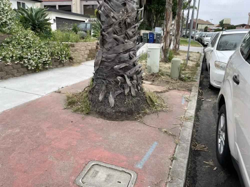 Reliable landscape installation experts serving San Diego, CA - Kennys Handy