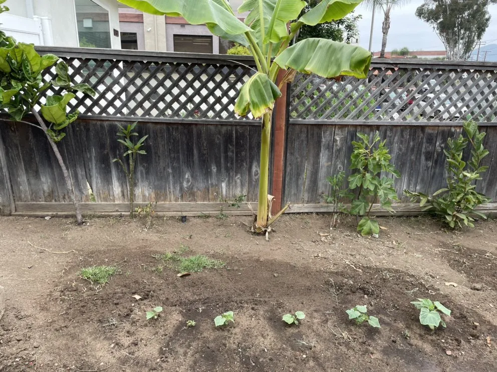 Reliable lawn care service experts serving San Diego, CA - Kennys Handy