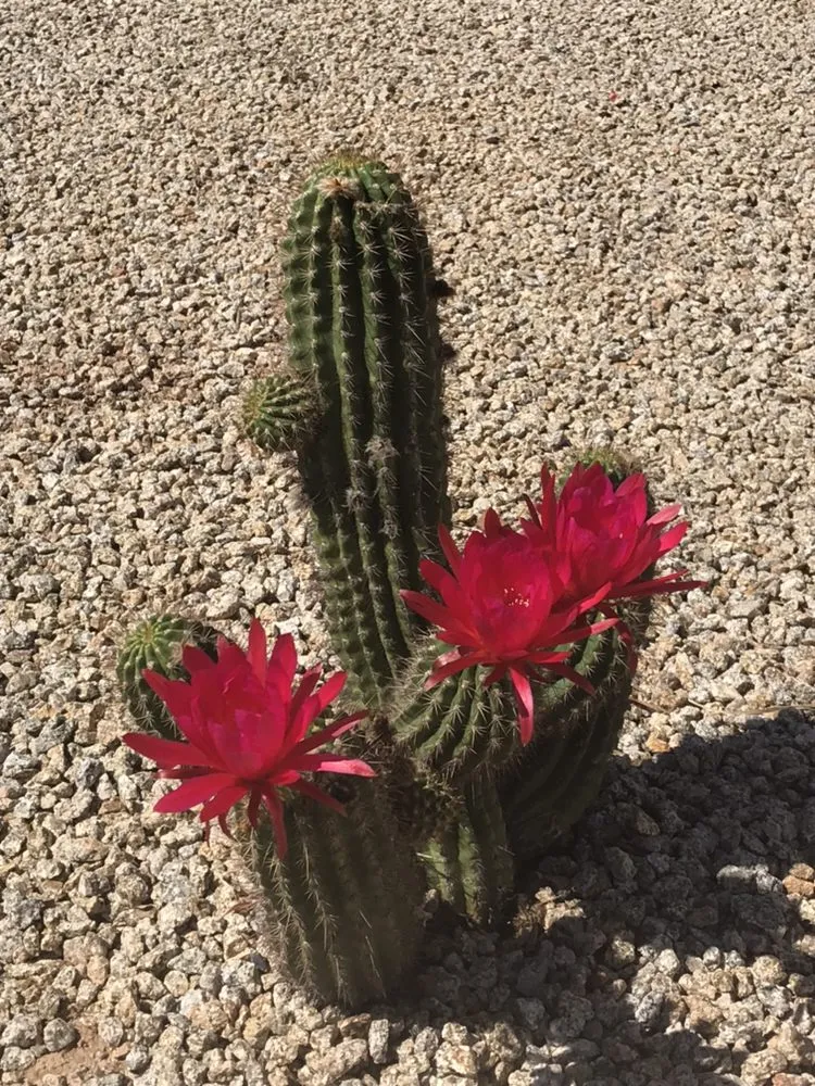 Local landscape design in Phoenix, AZ by Kenny's Lawn Service