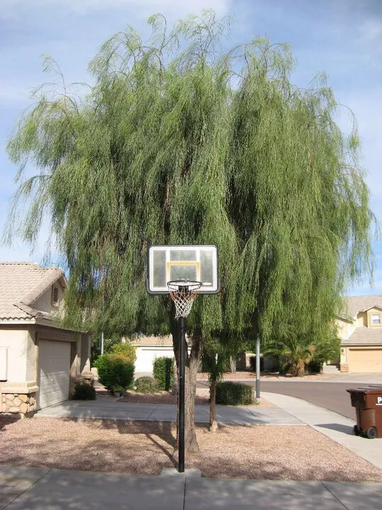 Top-rated lawn care service for homes in Phoenix, AZ by Kenny's Lawn Service