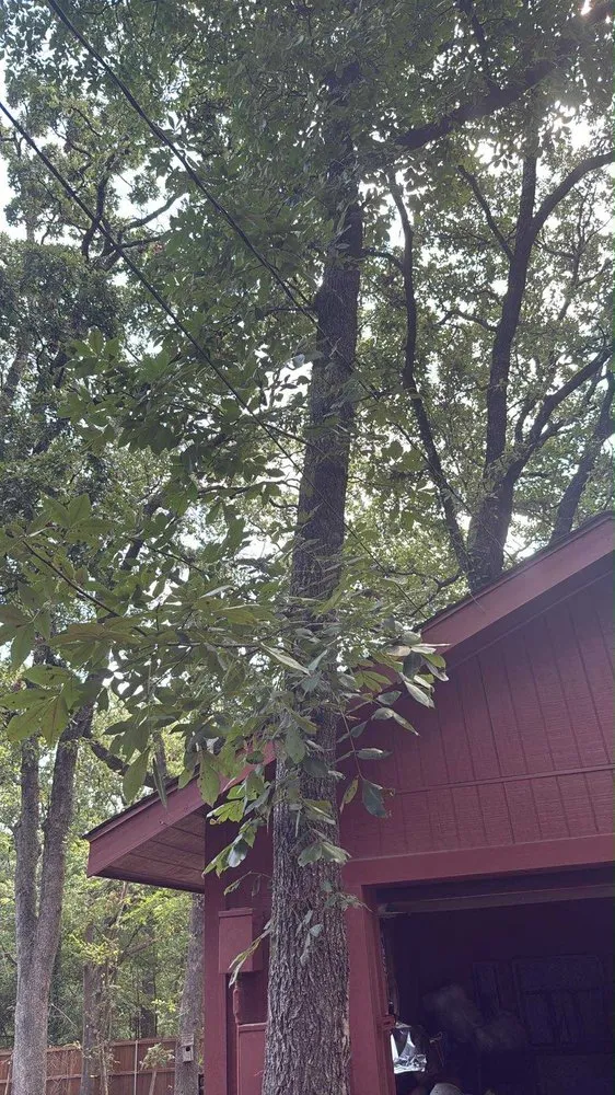 Top-rated lawn mowing service experts serving Princeton, TX - Kennys Tree Service