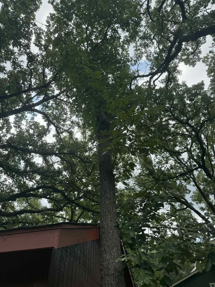 Affordable lawn care service for outdoor upgrades in Princeton, TX by Kennys Tree Service