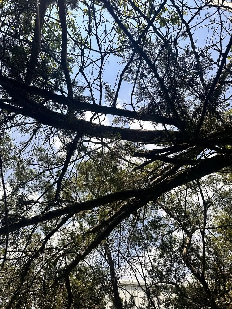 Trusted landscape design in Princeton, TX by Kennys Tree Service