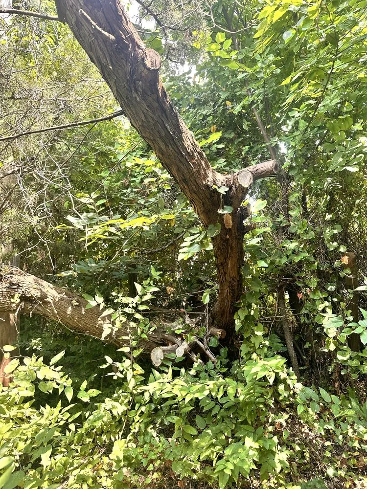 Top-rated landscaping services in Princeton, TX - Kennys Tree Service