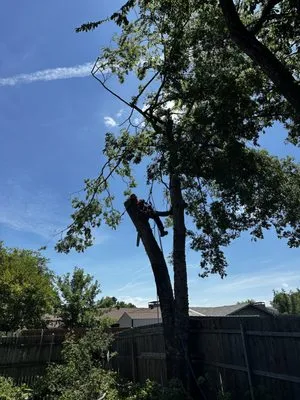 Kennys Tree Service Logo
