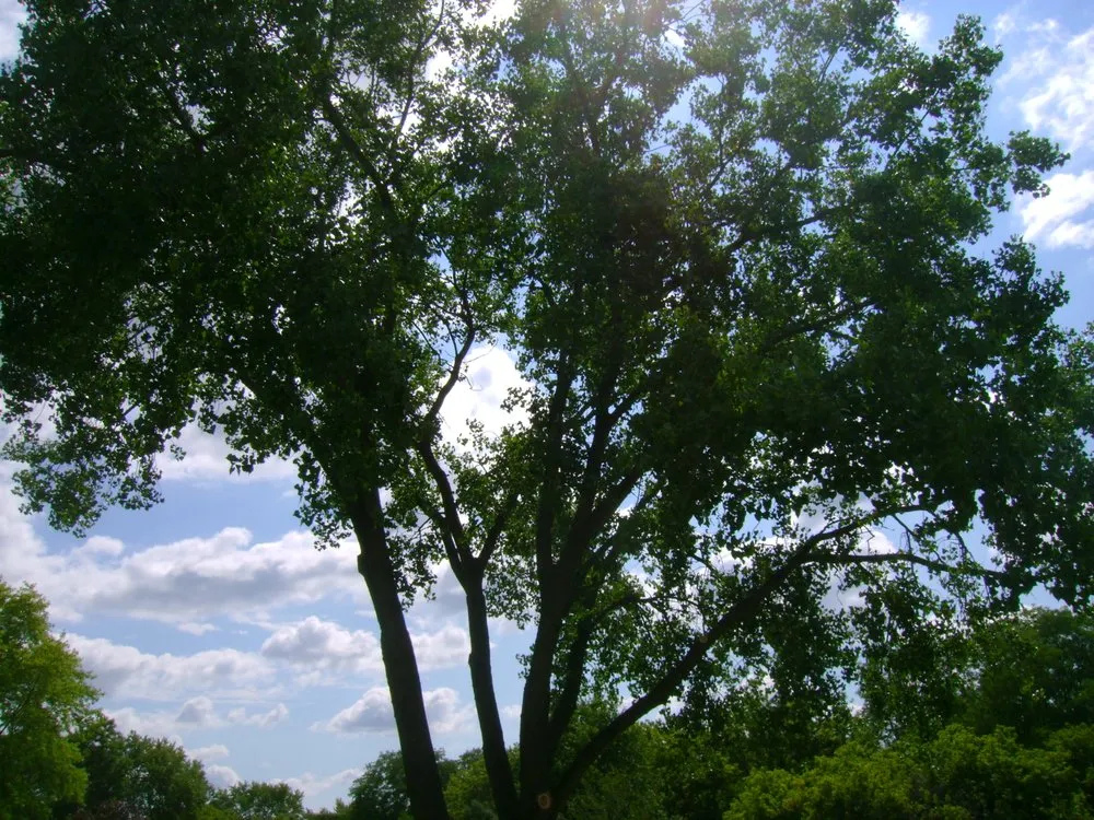 Local lawn mowing service in Menomonee Falls, WI - Ken's 4 Season Group