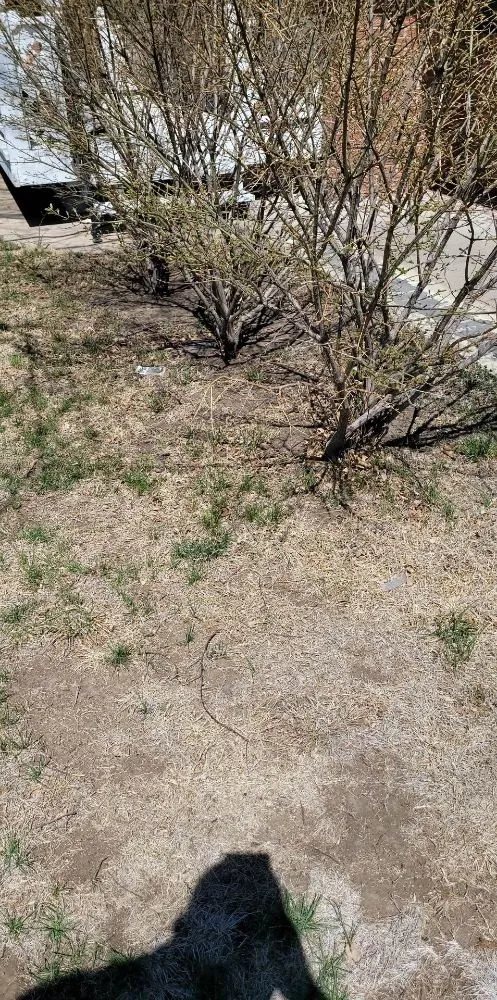 Affordable lawn mowing service experts serving Beatrice, NE - Ken's disposal service