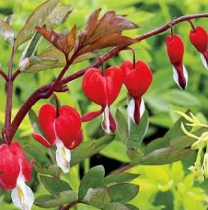 Expert yard cleanup service near you in Wasilla, AK by Ken's Garden Center