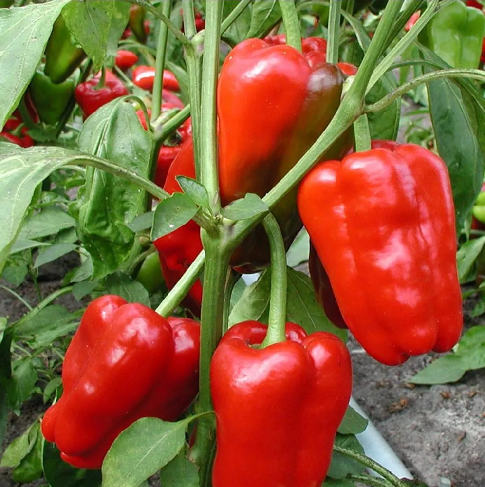 Trusted yard cleanup service near you in Wasilla, AK by Ken's Garden Center