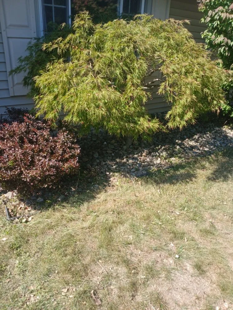 Affordable yard maintenance for outdoor upgrades across Warren, OH - Kens Landscaping And Junk Removal