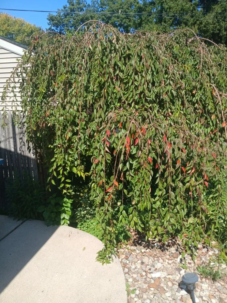 Reliable landscape installation in Warren, OH by Kens Landscaping And Junk Removal