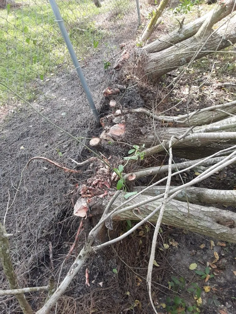 Professional landscaping services for year-round maintenance across West Palm Beach, FL - Ken's Lawn Service