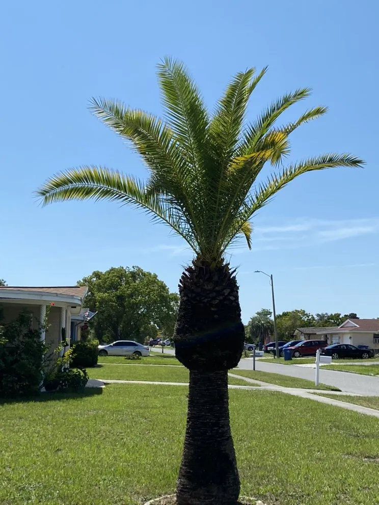 Professional lawn care service near you in New Port Richey, FL by Ken’s Quality Lawn Care