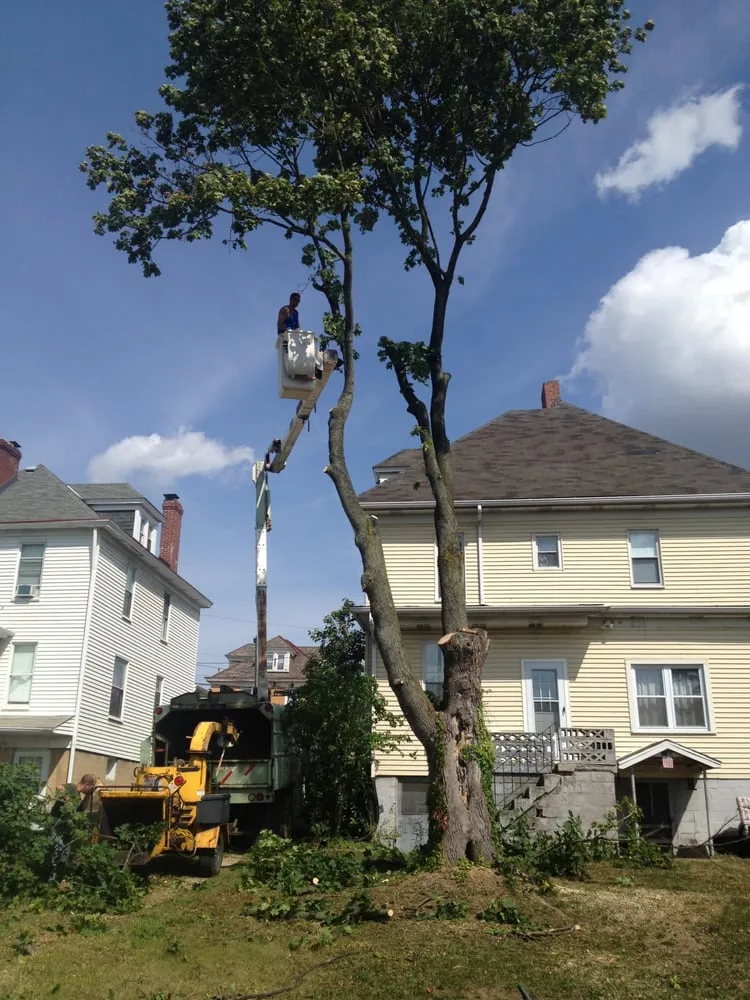Reliable yard cleanup service in Canonsburg, PA by Ken's Tree Service