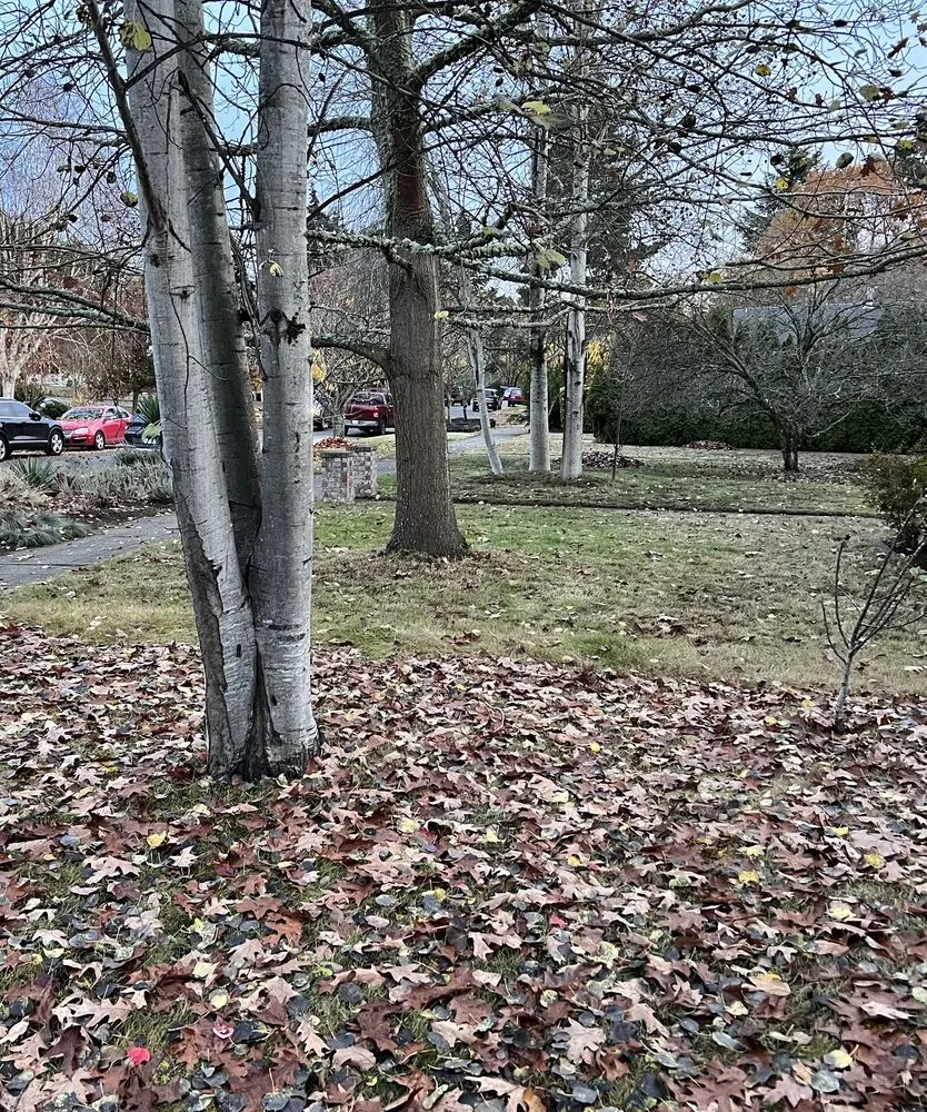 Custom landscaping services for homes in Seattle, WA by Ken's Yard Service