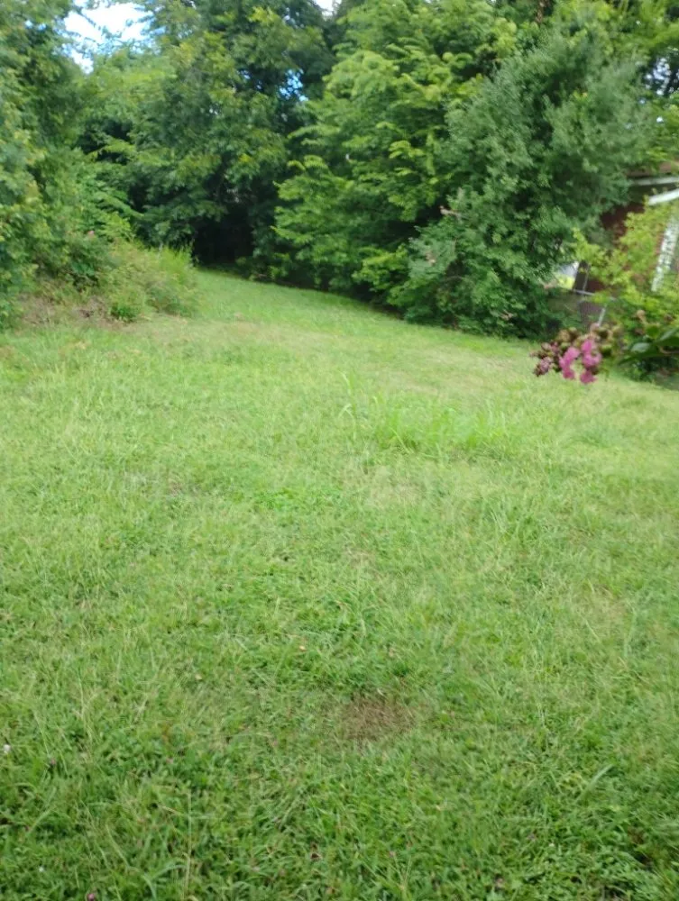 Affordable lawn mowing service for year-round maintenance across Tallulah, LA - Kentay Lawn Service