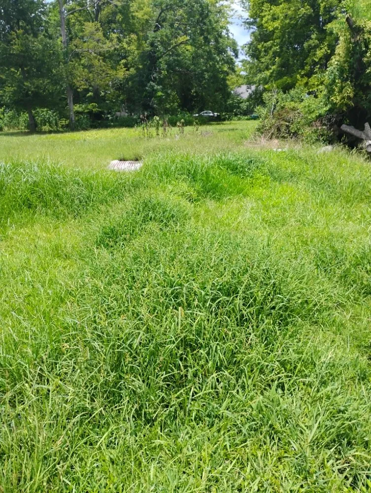 Local lawn mowing service in Tallulah, LA by Kentay Lawn Service