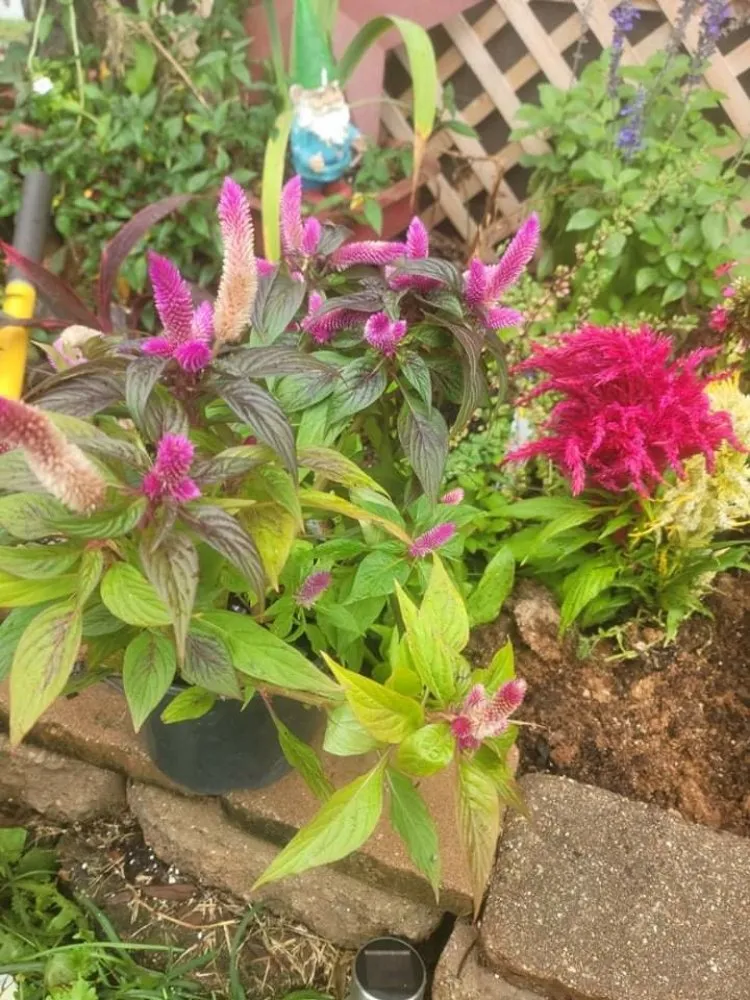 Affordable residential landscaping with custom design in Newport, KY by Kentucky Lawn and Leaf