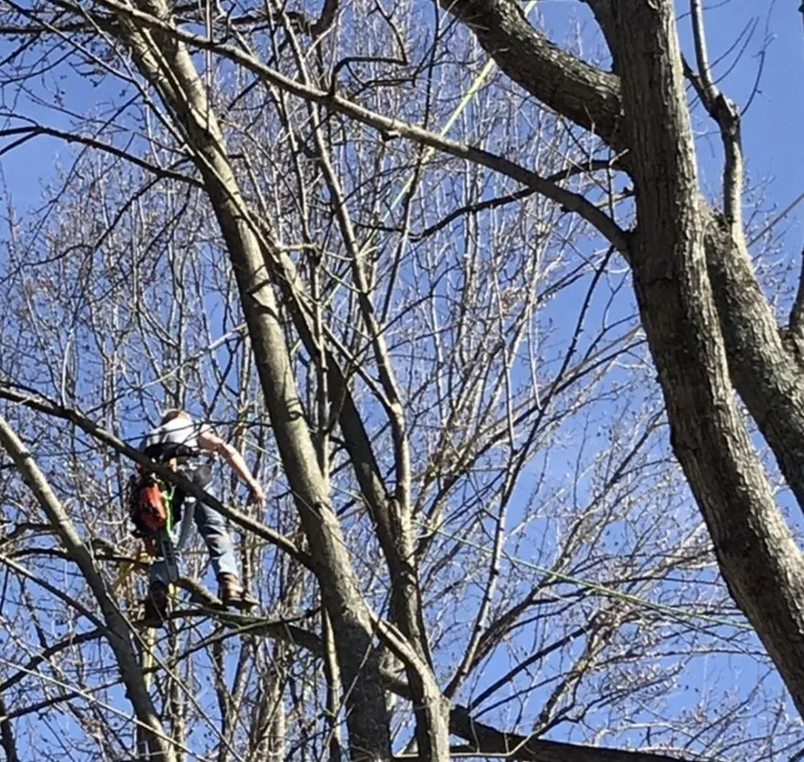 Trusted lawn care service experts serving Lexington, KY - Kentucky Tree Service