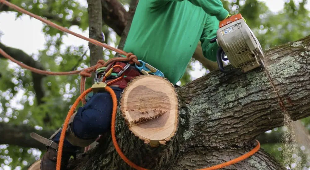 Affordable lawn care service in Lexington, KY - Kentucky Tree Service