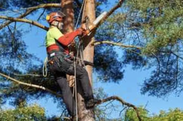 Trusted landscaping services in Lexington, KY - Kentucky Tree Service