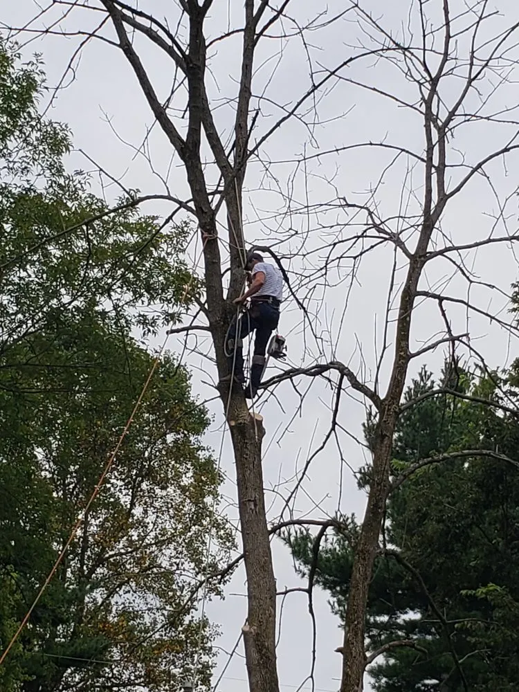 Custom yard maintenance in Lexington, KY - Kentucky Tree Service