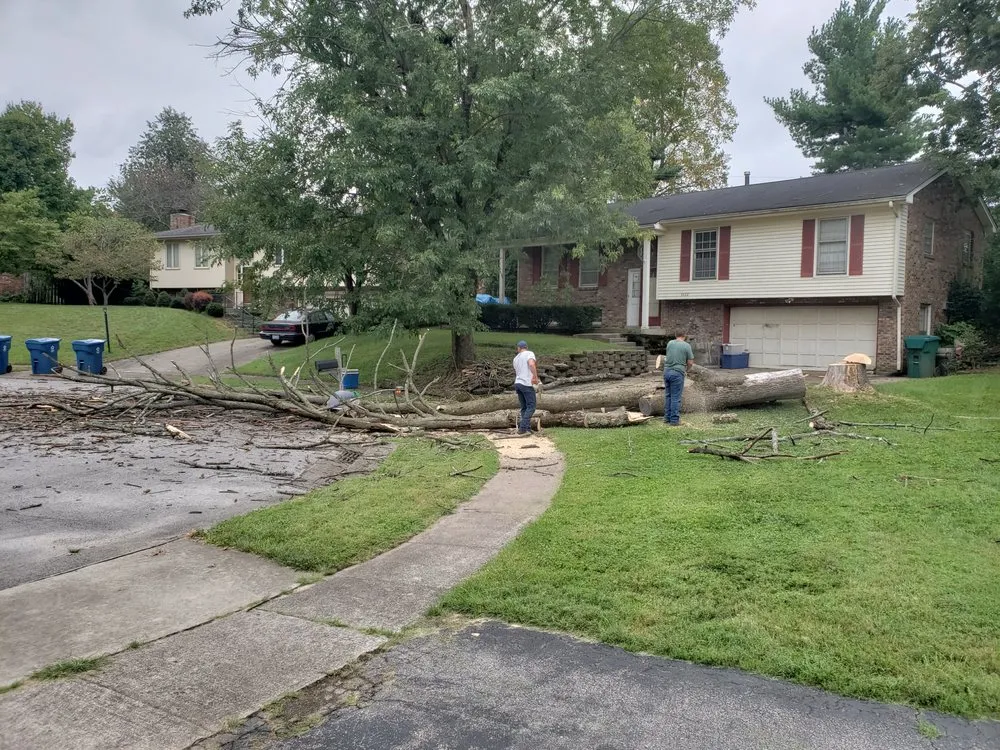 Professional outdoor landscaping for year-round maintenance across Lexington, KY - Kentucky Tree Service