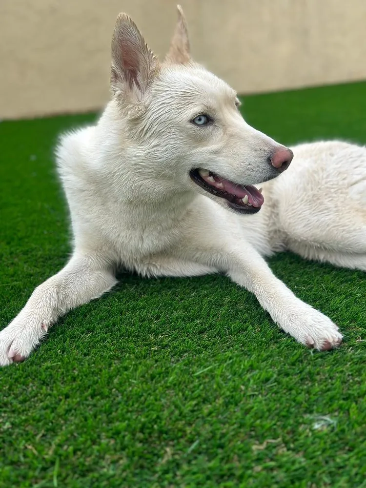 Reliable landscaping services for year-round maintenance across Las Vegas, NV - Keny’s Landscaping