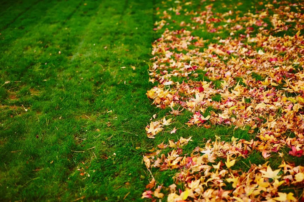 Local residential landscaping in Waukee, IA - Keon’s Leaf Removal