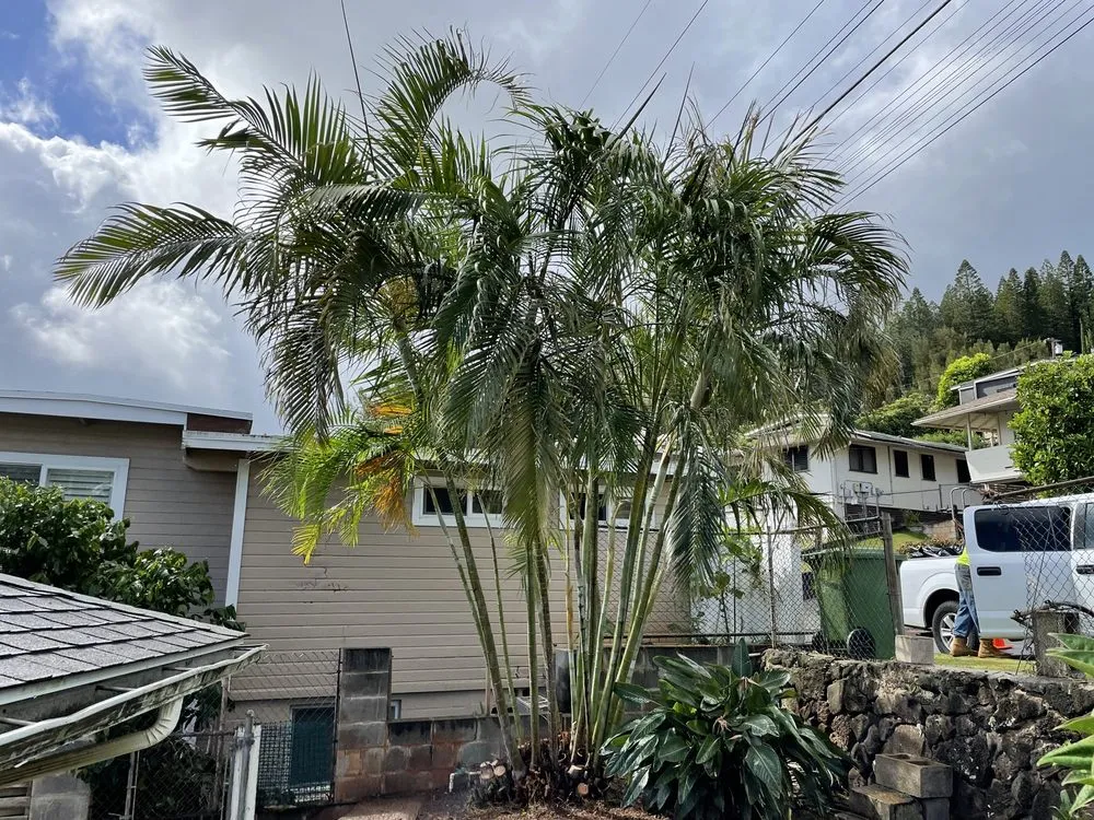 Expert lawn mowing service in Waianae, HI - Kepa Can