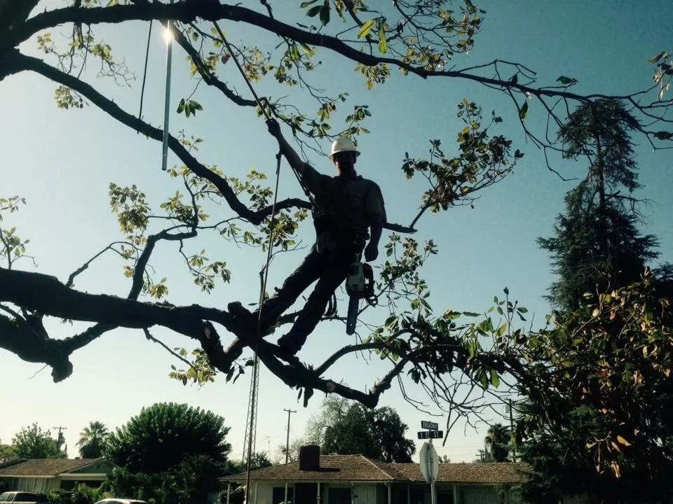 Professional yard cleanup service in Bakersfield, CA by Kern tree service