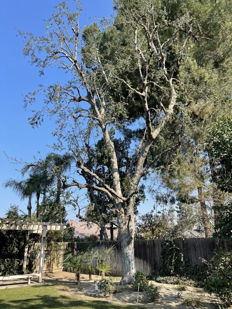 Expert lawn mowing service in Bakersfield, CA by Kern tree service