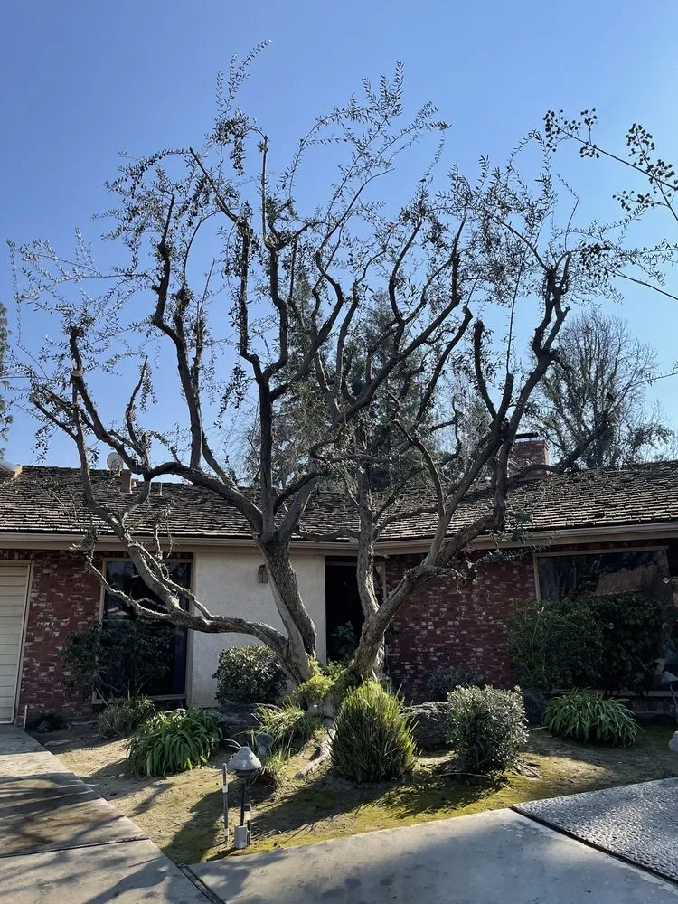 Reliable landscape design experts serving Bakersfield, CA - Kern tree service