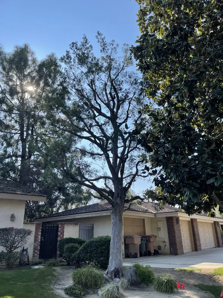 Top-rated garden landscaping in Bakersfield, CA by Kern tree service