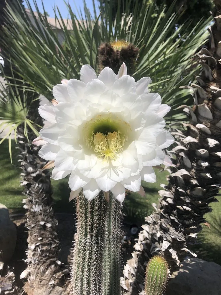 Expert landscape installation in Bakersfield, CA - Kern Valley Landscaping