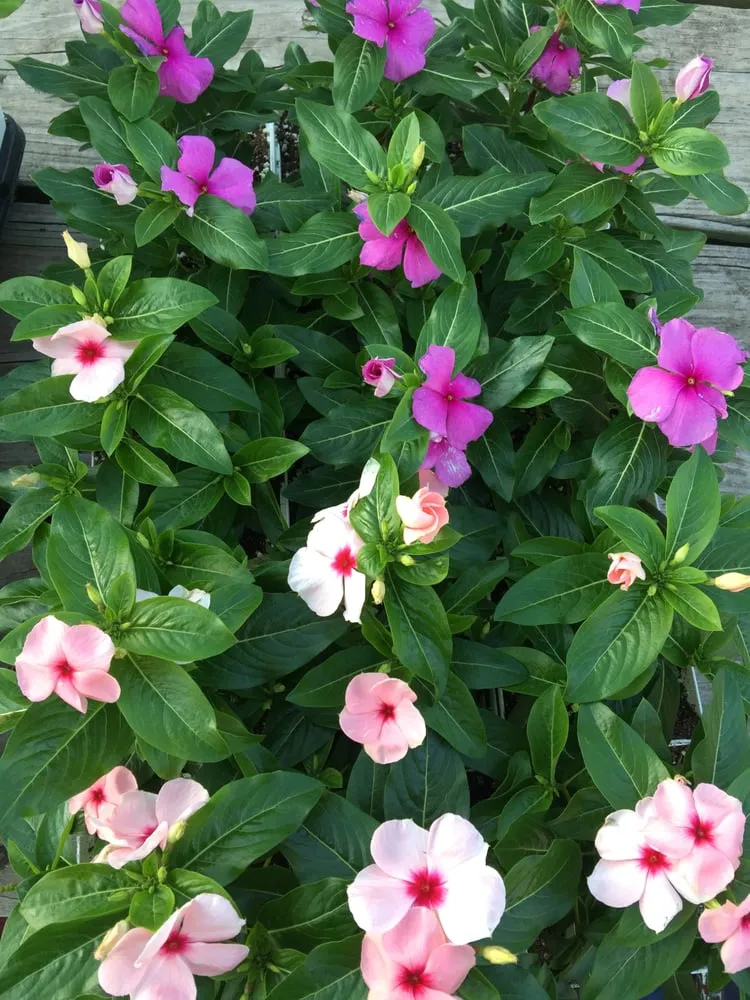 Top-rated residential landscaping for year-round maintenance in Mt Airy, MD by Kerr Landscaping