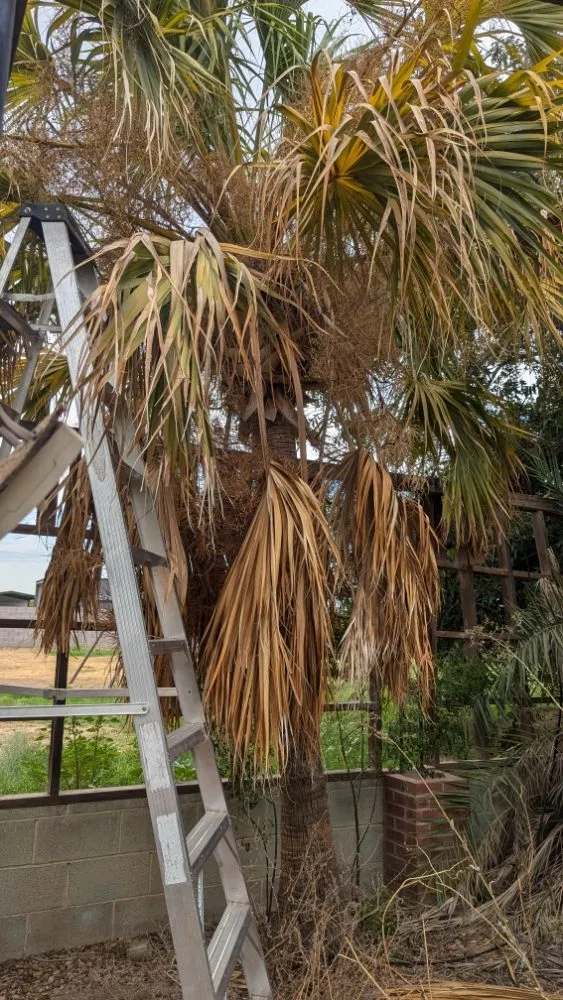 Top-rated lawn care service experts serving Florence, AZ - Kesler Landscaping