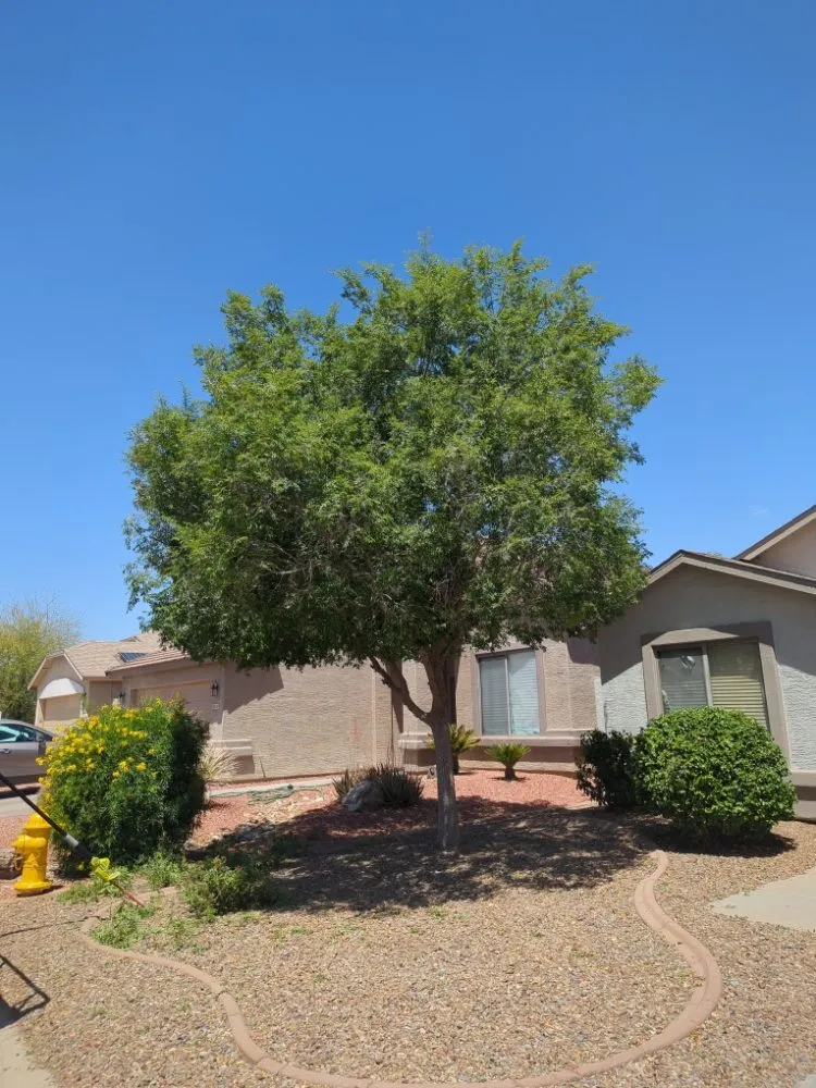 Reliable landscape installation experts serving Florence, AZ - Kesler Landscaping