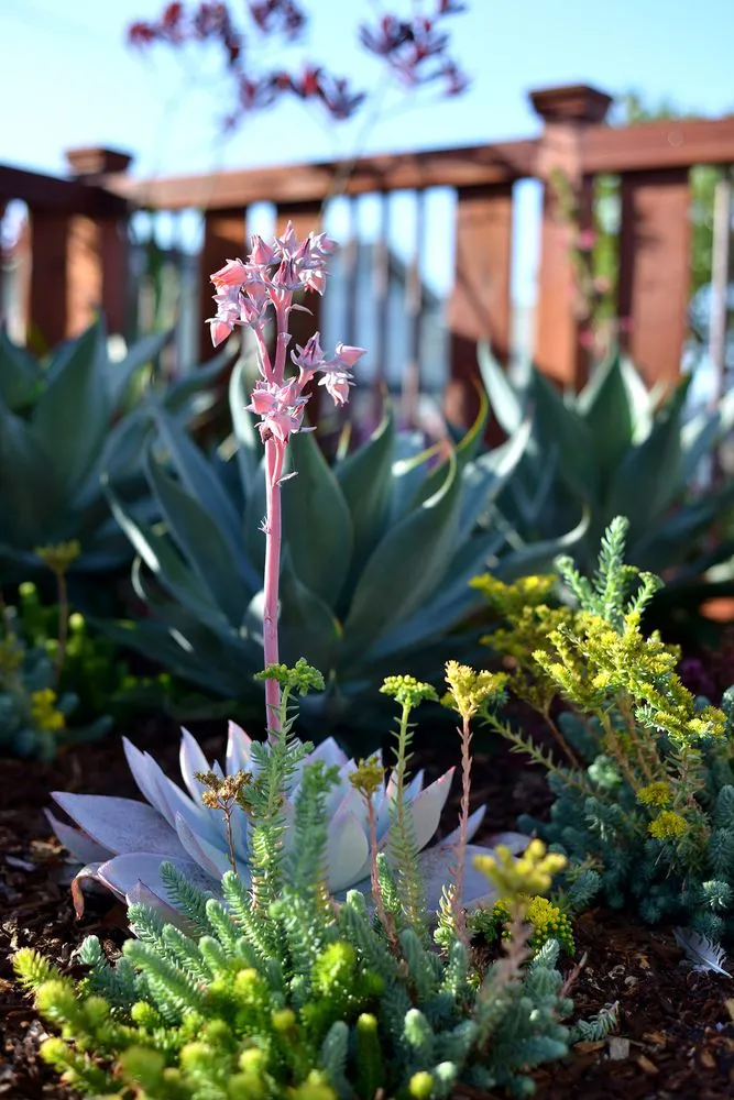 Top-rated residential landscaping in Los Osos, CA - Kestrel Landscapes