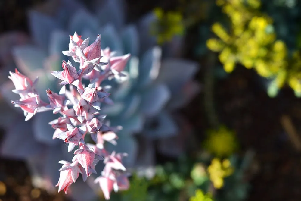 Reliable lawn care service in Los Osos, CA by Kestrel Landscapes