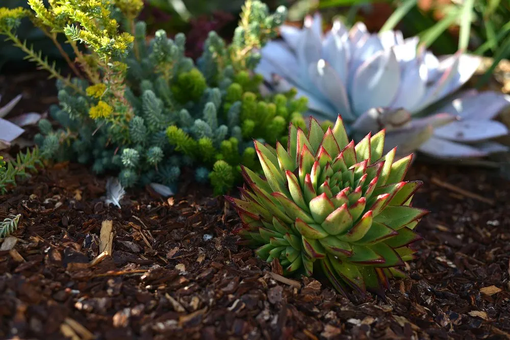 Custom yard maintenance in Los Osos, CA - Kestrel Landscapes