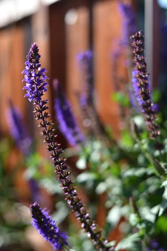 Top-rated lawn mowing service for beautiful yards in Los Osos, CA by Kestrel Landscapes