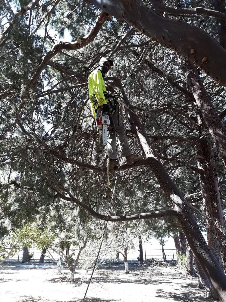 Trusted landscaping services near you in Prescott, AZ by Ketner Tree and Landscaping