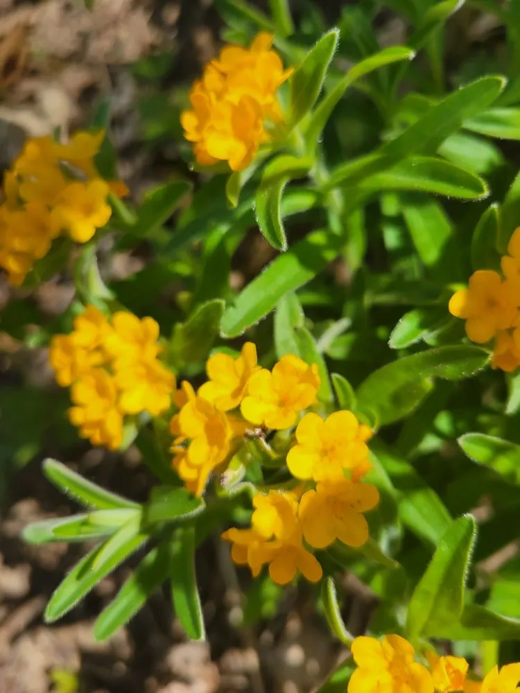 Top-rated residential landscaping in Palmyra, WI - Kettle Moraine Land Stewards