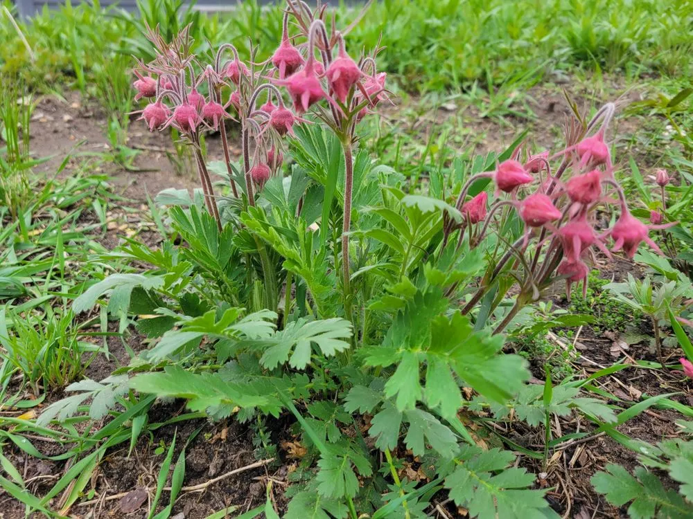 Local residential landscaping near you in Palmyra, WI by Kettle Moraine Land Stewards