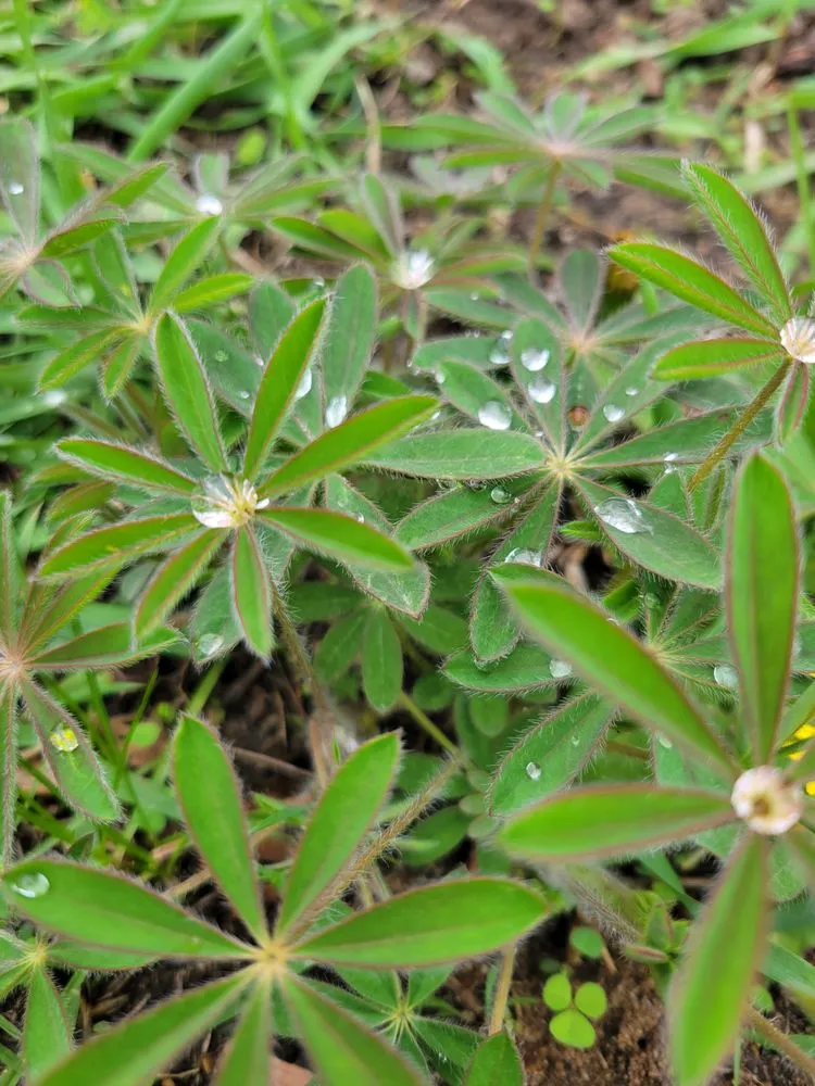 Local yard cleanup service for year-round maintenance in Palmyra, WI by Kettle Moraine Land Stewards